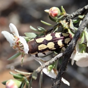 Castiarina decemmaculata at Holt, ACT - 13 Oct 2020 04:47 PM