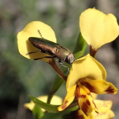 Melobasis propinqua (Propinqua jewel beetle) at Aranda Bushland - 13 Oct 2020 by CathB