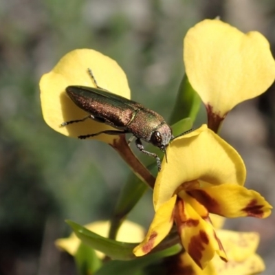 Melobasis propinqua (Propinqua jewel beetle) at Holt, ACT - 13 Oct 2020 by CathB