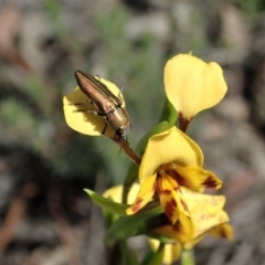 Melobasis propinqua at Holt, ACT - 13 Oct 2020