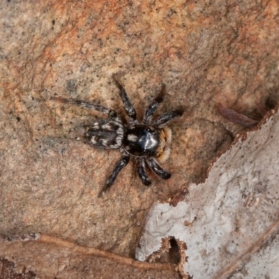 Salticidae (family) (Unidentified Jumping spider) at ANBG South Annex - 12 Oct 2020 by rawshorty