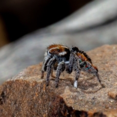 Maratus calcitrans (Kicking peacock spider) at Acton, ACT - 13 Oct 2020 by rawshorty