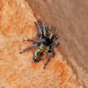 Maratus calcitrans at Acton, ACT - suppressed