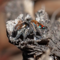 Maratus calcitrans at Acton, ACT - suppressed