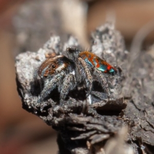 Maratus calcitrans at Acton, ACT - suppressed