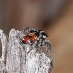 Maratus calcitrans at Acton, ACT - 13 Oct 2020