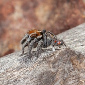 Maratus calcitrans at Acton, ACT - suppressed