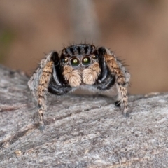 Maratus vespertilio (Bat-like peacock spider) at Kowen, ACT - 13 Oct 2020 by rawshorty