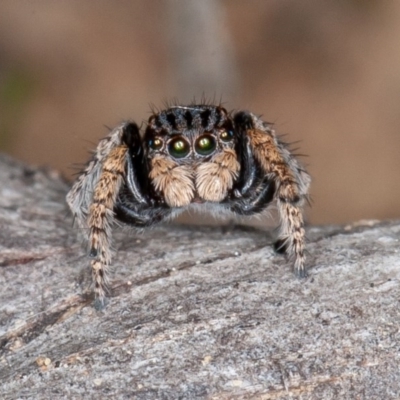 Maratus vespertilio (Bat-like peacock spider) at Molonglo Gorge - 13 Oct 2020 by rawshorty