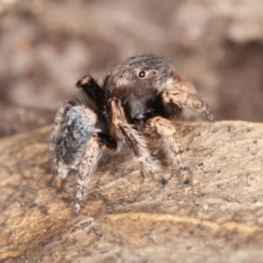 Maratus vespertilio at Kowen, ACT - 14 Oct 2020