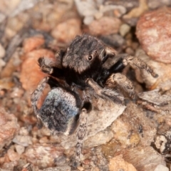 Maratus vespertilio at Kowen, ACT - 14 Oct 2020