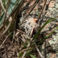 Aloa marginata (Donovan's Tiger Moth) at Jerrabomberra, NSW - 14 Oct 2020 by S_Thompson