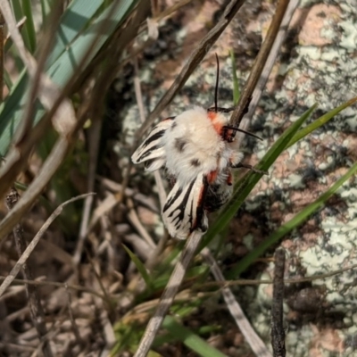 Aloa marginata (Donovan's Tiger Moth) at QPRC LGA - 14 Oct 2020 by S_Thompson