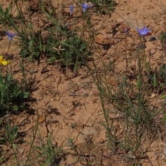 Wahlenbergia gracilis (Australian Bluebell) at Yarralumla, ACT - 11 Oct 2020 by AndrewZelnik