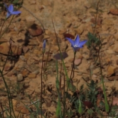 Wahlenbergia gracilis at Yarralumla, ACT - 11 Oct 2020