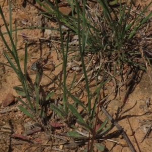Wahlenbergia gracilis at Yarralumla, ACT - 11 Oct 2020