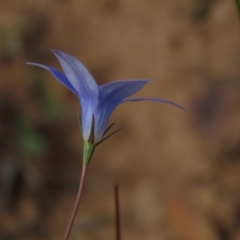 Wahlenbergia gracilis at Yarralumla, ACT - 11 Oct 2020