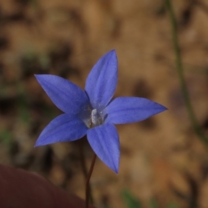 Wahlenbergia gracilis at Yarralumla, ACT - 11 Oct 2020