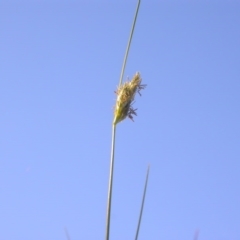 Carex inversa (Knob Sedge) at Watson, ACT - 12 Oct 2020 by waltraud