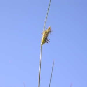 Carex inversa at Watson, ACT - 12 Oct 2020 06:36 PM