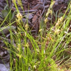 Carex inversa at Watson, ACT - 12 Oct 2020