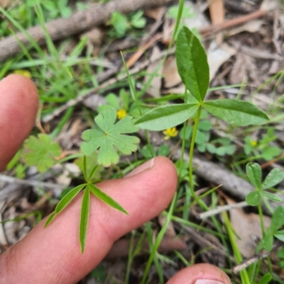 Cullen tenax (Tough Scurf-Pea) at Tharwa, ACT - 13 Oct 2020 by LukeMcElhinney