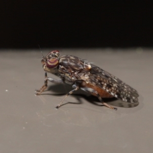 Euprosopia sp. (genus) at Acton, ACT - 13 Oct 2020