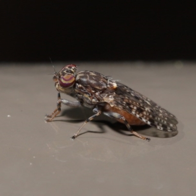 Euprosopia sp. (genus) (Signal fly) at Acton, ACT - 13 Oct 2020 by TimL