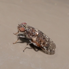 Euprosopia sp. (genus) at Acton, ACT - 13 Oct 2020 12:14 PM