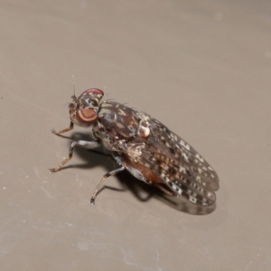 Euprosopia sp. (genus) at Acton, ACT - 13 Oct 2020