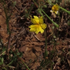 Goodenia pinnatifida (Scrambled Eggs) at Yarralumla, ACT - 11 Oct 2020 by AndrewZelnik