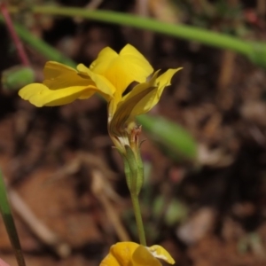 Goodenia pinnatifida at Yarralumla, ACT - 11 Oct 2020