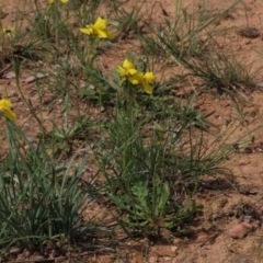 Goodenia pinnatifida at Yarralumla, ACT - 11 Oct 2020 02:17 PM