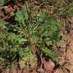 Goodenia pinnatifida at Yarralumla, ACT - 11 Oct 2020