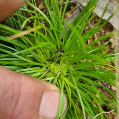 Isoetopsis graminifolia (Grass Cushion Daisy) at Tuggeranong DC, ACT - 14 Oct 2020 by LukeMcElhinney