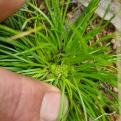 Isoetopsis graminifolia (Grass Cushion Daisy) at Point Hut Hill - 14 Oct 2020 by LukeMcElhinney