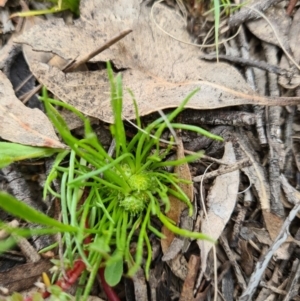 Isoetopsis graminifolia at Tuggeranong DC, ACT - 14 Oct 2020