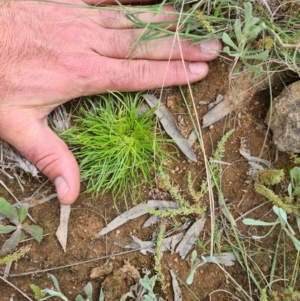 Isoetopsis graminifolia at Tuggeranong DC, ACT - 14 Oct 2020