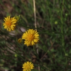 Calotis lappulacea (Yellow Burr Daisy) at Yarralumla, ACT - 11 Oct 2020 by AndyRoo