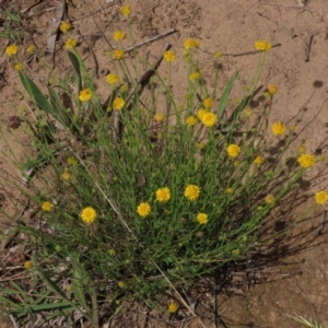 Calotis lappulacea at Yarralumla, ACT - 11 Oct 2020