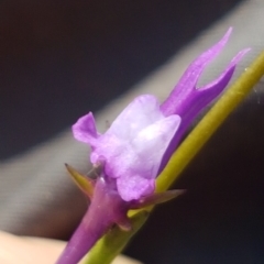 Linaria pelisseriana (Pelisser's Toadflax) at Griffith, ACT - 14 Oct 2020 by SRoss