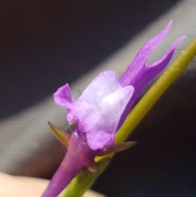 Linaria pelisseriana (Pelisser's Toadflax) at Griffith, ACT - 14 Oct 2020 by SRoss