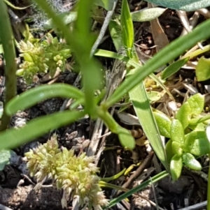 Linaria pelisseriana at Griffith, ACT - 14 Oct 2020