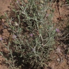 Vittadinia gracilis (New Holland Daisy) at Stirling Park - 11 Oct 2020 by AndyRoo