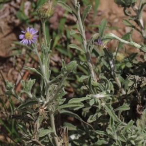 Vittadinia gracilis at Yarralumla, ACT - 11 Oct 2020