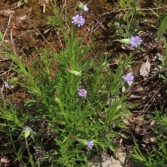 Vittadinia muelleri (Narrow-leafed New Holland Daisy) at Yarralumla, ACT - 11 Oct 2020 by AndrewZelnik