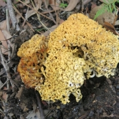 Ramaria sp. (A Coral fungus) at Conjola, NSW - 23 May 2020 by Margieras