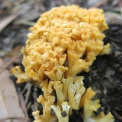 Ramaria sp. at Conjola, NSW - 23 May 2020