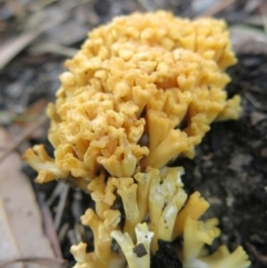 Ramaria sp. (genus) at Conjola, NSW - 23 May 2020 12:26 PM