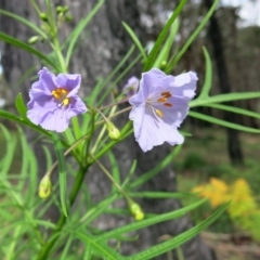 Solanum aviculare (Kangaroo Apple) at Conjola, NSW - 16 Aug 2020 by Margieras